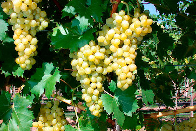 Image of Robustarebe® 'Talizman'(s) (Vitis vinifera 'Talizman'(s) Robustarebe®), Topfgrösse Ø20cm bei JUMBO