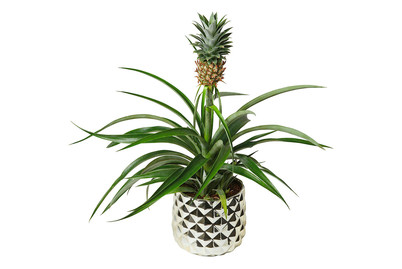 Image of Zier-Ananas, Topfgrösse Ø13cm (Ananas comosus, zier) bei JUMBO