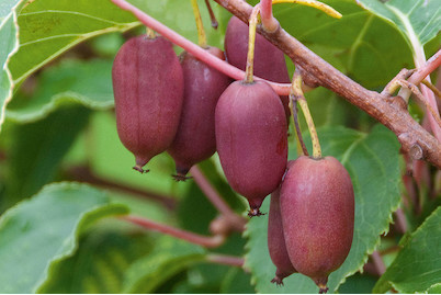 Image of Minikiwi 'Red Jumbo' (Actinidia arguta 'Red Jumbo'), Topfgrösse Ø20cm bei JUMBO