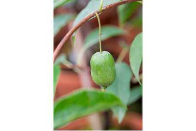 Image of Kiwi 'Ambrosia® Grande' (Actinidia arguta 'Ambrosia® Grande'), Topfgrösse Ø20cm