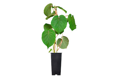 Image of Kiwi 'Matua' (männlich) (Actinidia chinensis 'Matua'), Topfgrösse Ø20cm bei JUMBO