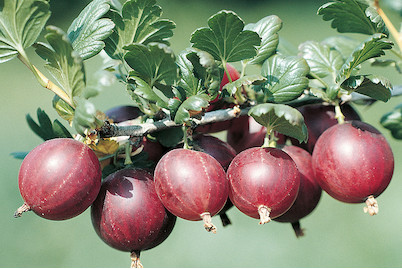 Image of Stachelbeere 'Dr. Bauer´s® Rokula(s)' (Ribes uva-crispa 'Dr. Bauer´s® Rokula(s)'), Topfgrösse Ø26cm bei JUMBO