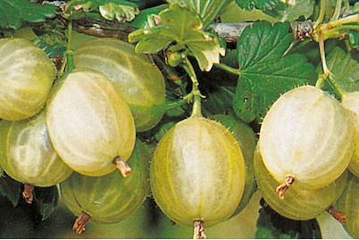 Image of Stachelbeere 'Invicta' (Ribes uva-crispa 'Invicta'), Topfgrösse Ø26cm bei JUMBO