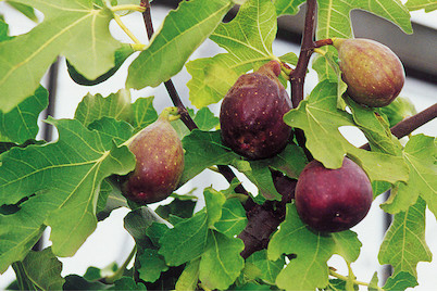 Image of Feige 'Contessina' (Ficus carica 'Contessina'), Topfgrösse Ø22cm bei JUMBO