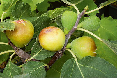 Image of Feigenbaum 'Goldfeige' (Ficus carica 'Goldfeige'), Topfgrösse Ø22cm bei JUMBO