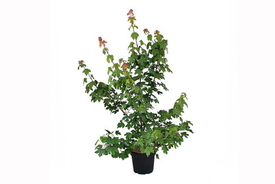 Image of Feldahorn - Acer campestre 125-150 inklusive Topf bei JUMBO