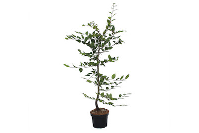 Image of Hainbuche - Carpinus betulus 80-100cm inklusive Topf bei JUMBO
