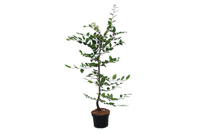 Image of Hainbuche - Carpinus betulus 150-175cm inklusive Topf bei JUMBO