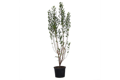 Image of Ovalblättriger Liguster - Ligustrum ovalifolium 80-100cm inklusive Topf bei JUMBO