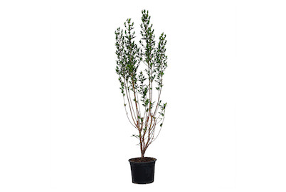 Image of Ovalblättriger Liguster - Ligustrum ovalifolium 125-150 inklusive Topf bei JUMBO