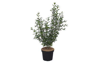 Image of gemeiner Liguster - Ligustrum vulgare 'Atrovirens' 80-100cm inklusive Topf bei JUMBO