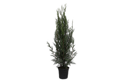 Image of Leylandzypresse - Cupressocyparis leylandii '2001' 125-150 inklusive Topf bei JUMBO