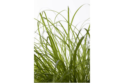 Image of Katzengras, Topfgrösse Ø12cm (Cyperus zumula) bei JUMBO