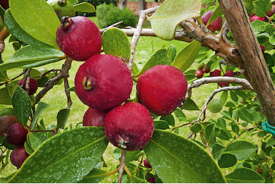 Image of Erdbeerguave 'Peru' (Psidium cattleianum 'Peru'), Topfgrösse Ø20cm bei JUMBO