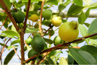 Image of Zitronen-Guave 'Arasa' (Psidium cattleianum 'Arasa'), Topfgrösse Ø20cm bei JUMBO