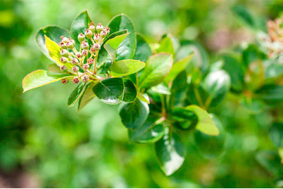 Image of Apfelbeere 'Viking' (Aronia melanocarpa 'Viking'), Topfgrösse Ø22cm bei JUMBO