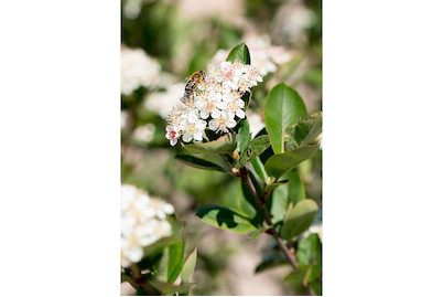 Image of Apfelbeere 'Königshof' (Aronia melanocarpa 'Königshof'), Topfgrösse Ø22cm bei JUMBO