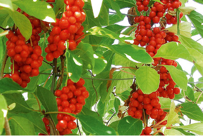 Image of Chinesisches Spaltkörbchen (Schisandra chinensis), Topfgrösse Ø20cm bei JUMBO