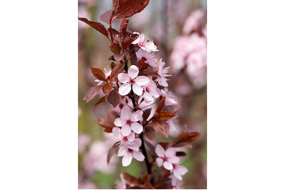 Image of Blutpflaume 'Crimson Pointe'® (Prunus cerasifera 'Crimson Pointe'®), Topfgrösse Ø22cm bei JUMBO