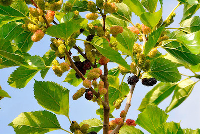 Image of Maulbeere BobBonBerry® 'MojoBerry' (Morus rotundiloba BobBonBerry® 'MojoBerry'), Topfgrösse Ø18cm bei JUMBO