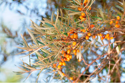 Image of Sanddorn, weiblich 'Leikora' (Hippophae rhamnoides 'Leikora'), Topfgrösse Ø22cm bei JUMBO