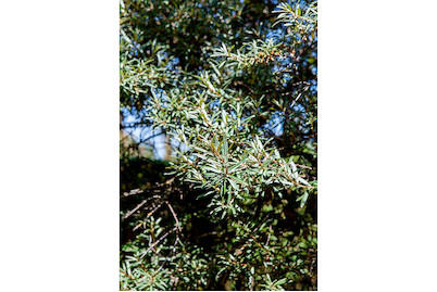 Image of Sanddorn, männl.'Pollmix' (Hippophae rhamnoides 'Pollmix'), Topfgrösse Ø22cm bei JUMBO