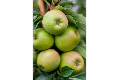 Image of Säulenapfel 'Goldie cactus'(s) (Malus domestica 'Goldie cactus'(s)), Topfgrösse Ø26cm bei JUMBO