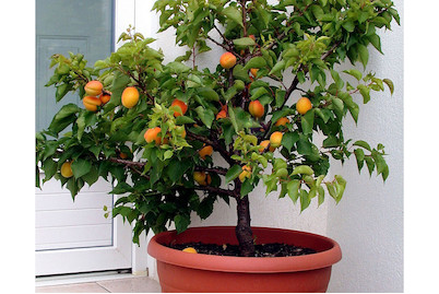 Image of Mini-Apricose 'Garden Aprigold'® (Prunus armeniaca 'Garden Aprigold'®), Topfgrösse Ø26cm