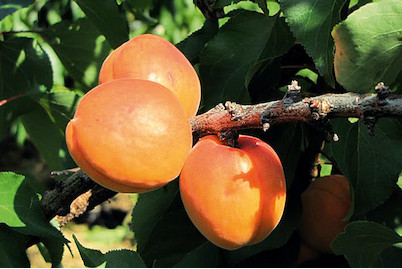 Image of Aprikose 'Compacta'® (Prunus armeniaca 'Compacta'®), Topfgrösse Ø31cm bei JUMBO