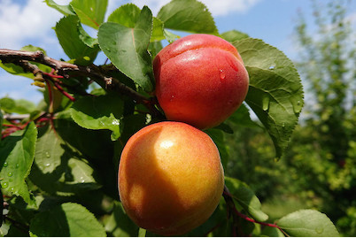 Image of Aprikose 'Ungarische Beste' (Prunus armeniaca 'Ungarische Beste'), Topfgrösse Ø31cm