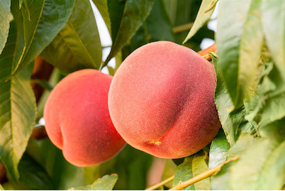 Image of Pfirsich 'Red Haven'® (Prunus persica var. persica 'Red Haven'®), Topfgrösse Ø31cm bei JUMBO