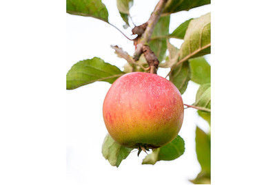 Image of Apfel 'Piros'® (Malus domestica 'Piros'®), Topfgrösse Ø31cm bei JUMBO