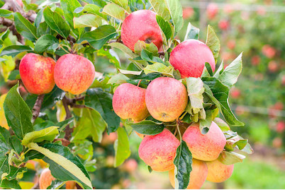 Melo Di Granchio Cinese Immagini E Fotografie Stock Ad Alta - Foto 4