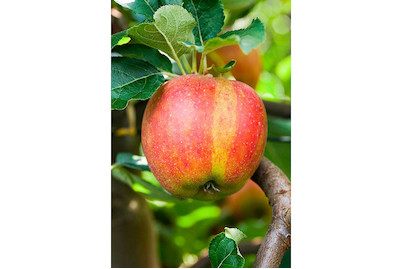 Image of Apfel 'Karneval'(s) (Malus domestica 'Karneval'(s)), Topfgrösse Ø31cm bei JUMBO