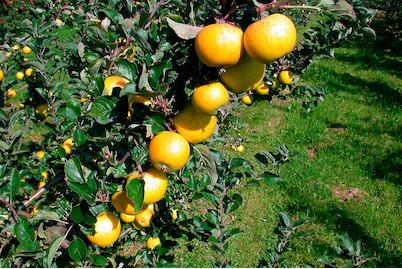 Image of Apfel 'Sirius'(s) (Malus domestica 'Sirius'(s)), Topfgrösse Ø31cm bei JUMBO