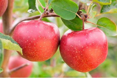 Image of Winterapfel 'Pilot'(s) (Malus domestica 'Pilot'(s)), Topfgrösse Ø31cm bei JUMBO