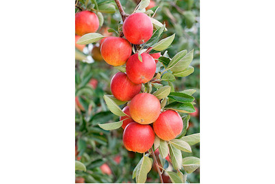 Image of Säulenapfel 'Sonate'(s) (Malus domestica 'Sonate'(s)), Topfgrösse Ø31cm bei JUMBO