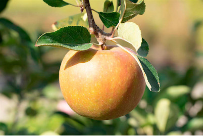Image of Apfel 'Pomgold' (Malus domestica 'Pomgold'), Topfgrösse Ø22cm bei JUMBO