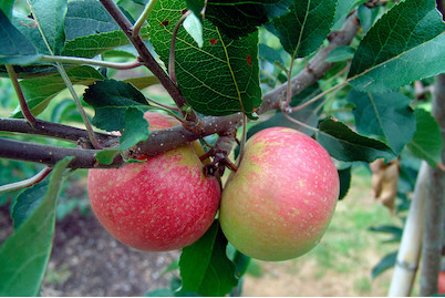 Image of Sommerapfel 'Discovery' (Malus domestica 'Discovery'), Topfgrösse Ø26cm bei JUMBO
