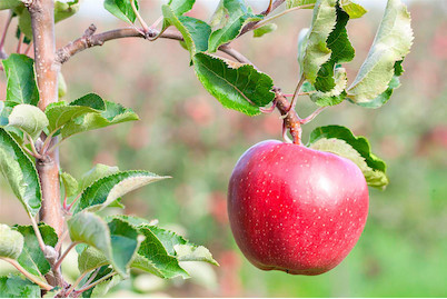 Image of Apfel 'Galiwa'® (Malus domestica 'Galiwa'®), Topfgrösse Ø26cm bei JUMBO
