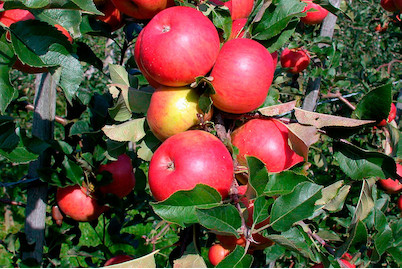 Image of Winterapfel 'Topaz'(s) (Malus domestica 'Topaz'(s)), Topfgrösse Ø26cm bei JUMBO