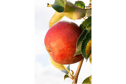 Image of Apfel 'Red Windsor' (Malus domestica 'Red Windsor'), Topfgrösse Ø26cm bei JUMBO