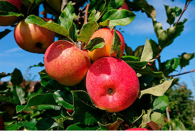 Image of Duo-Apfel 'Galiwa® & Topaz' (Malus domestica 'Galiwa® & Topaz'), Topfgrösse Ø26cm bei JUMBO