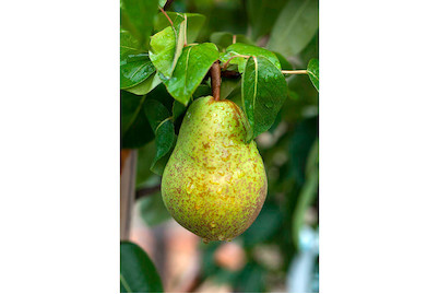 Image of Sommerbirne 'Williams Christ' (Pyrus communis 'Williams Christ'), Topfgrösse Ø31cm bei JUMBO