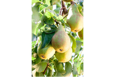 Image of Birne 'Conference' (Pyrus communis 'Conference'), Topfgrösse Ø31cm bei JUMBO