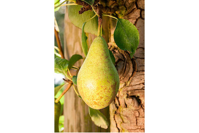 Image of Sommerbirne 'Gute Luise' (Pyrus communis 'Gute Luise'), Topfgrösse Ø31cm bei JUMBO