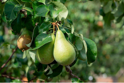 Image of Novemberbirne (Pyrus communis 'Novemberbirne'), Topfgrösse Ø31cm bei JUMBO