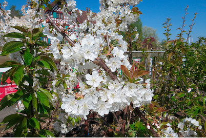 Image of Süss-Kirsche 'Büttners Rote Knorpelkirsche' (Prunus avium 'Büttners Rote Knorpelkirsche'), Topfgrösse Ø31cm bei JUMBO