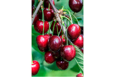 Image of Süsskirsche 'Kordia'® (Prunus avium 'Kordia'®), Topfgrösse Ø31cm bei JUMBO
