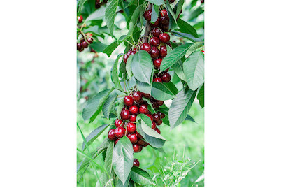Image of Süsskirsche 'Lapins' (Prunus avium 'Lapins'), Topfgrösse Ø31cm bei JUMBO